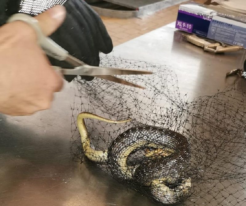 Tierische Einsätze (Bild 3)